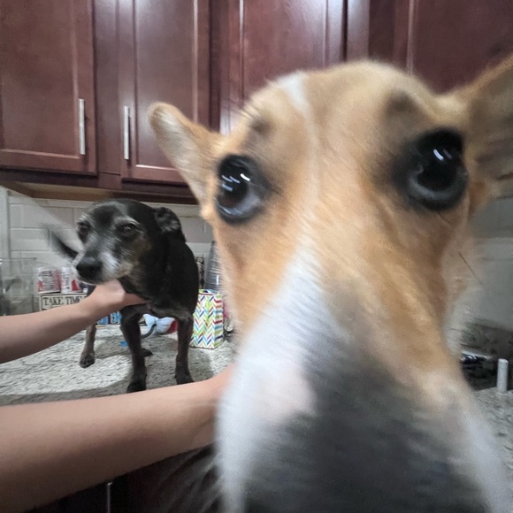 Meet your Posher, Riley - Picture 1 of 1